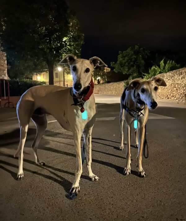 Two dogs standing on a street at night.